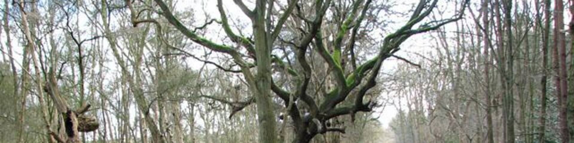 View south along Bridgham Lane past West Harling Common. West Harling, a village in the Thet valley, was deserted in the first half of the 18th century. Originally part of a cluster of settlements which all had the name 'Herlinga' in 1086, three of these had become known as West Harling (with its church of All Saints'), Middle Harling (with St Andrew's church) and Harling Thorpe. Middle Harling became part of West Harling parish in 1543. With a new Lord of the Manor, Richard Gipps, the fate of the until then fairly prosperous villages changed: Gipps bought all the houses except for one small cottage and so had reduced the number of dwellings. Gipps' heirs closed the old road, and the foundations of the demolished church in Middle Harling were uprooted to build up a marshy ground. All Saints church today stands isolated, the Hall built by Gipps was demolished in 1931 and conifer plantations cover much of his estate. What remains is a bust in the church 1709354 placed there by his great-nephew.