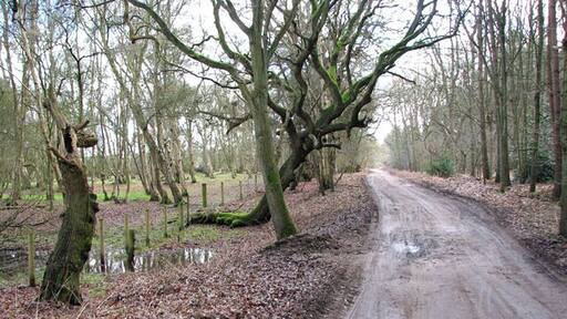 View south along Bridgham Lane past West Harling Common. West Harling, a village in the Thet valley, was deserted in the first half of the 18th century. Originally part of a cluster of settlements which all had the name 'Herlinga' in 1086, three of these had become known as West Harling (with its church of All Saints'), Middle Harling (with St Andrew's church) and Harling Thorpe. Middle Harling became part of West Harling parish in 1543. With a new Lord of the Manor, Richard Gipps, the fate of the until then fairly prosperous villages changed: Gipps bought all the houses except for one small cottage and so had reduced the number of dwellings. Gipps' heirs closed the old road, and the foundations of the demolished church in Middle Harling were uprooted to build up a marshy ground. All Saints church today stands isolated, the Hall built by Gipps was demolished in 1931 and conifer plantations cover much of his estate. What remains is a bust in the church 1709354 placed there by his great-nephew.