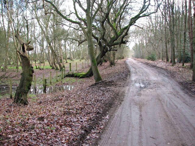 A muddy country road surrounded by trees and a fence.