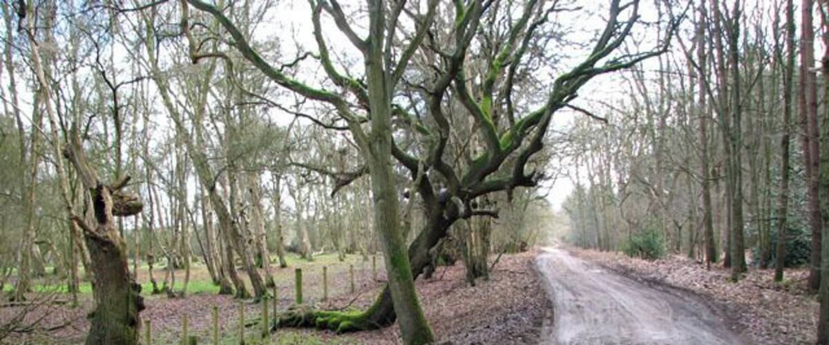 A muddy country road surrounded by trees and a fence.