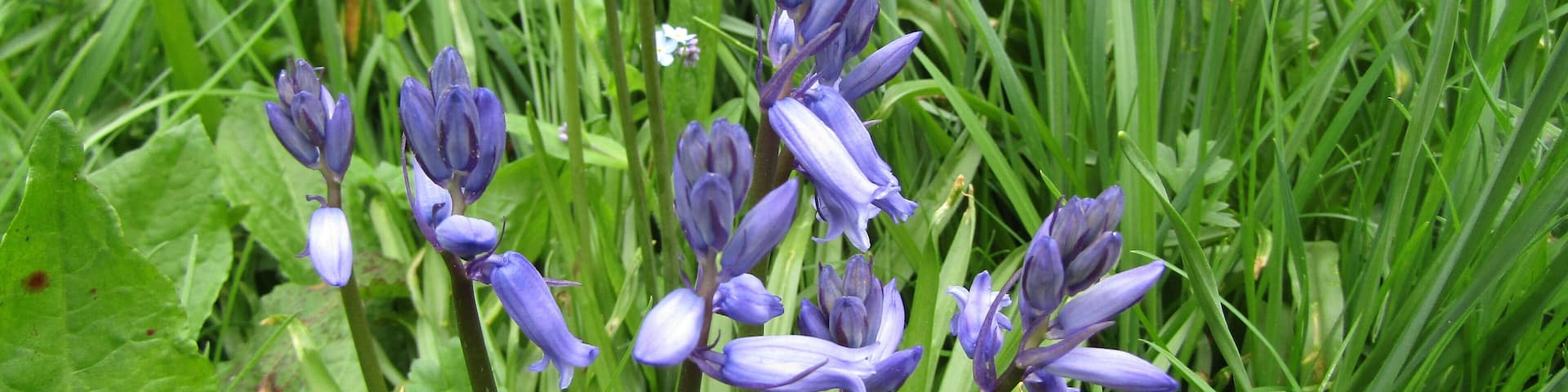 An example of a 'Bluebell's' (Hyacinthoides non-scripta) located on the nature trail within the church yard of the parish church of Saint Margaret within the village of Thorpe Market, Cromer, Norfolk.