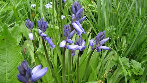 An example of a 'Bluebell's' (Hyacinthoides non-scripta) located on the nature trail within the church yard of the parish church of Saint Margaret within the village of Thorpe Market, Cromer, Norfolk.