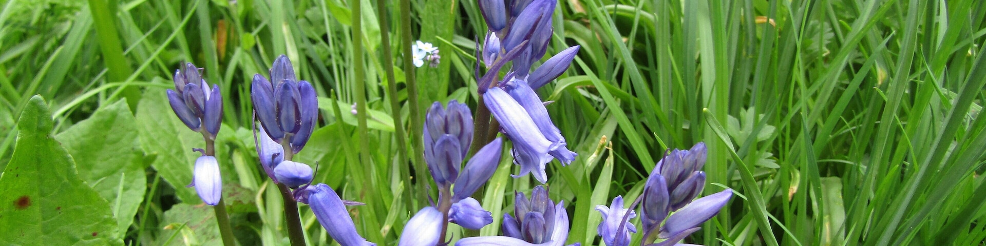 An example of a 'Bluebell's' (Hyacinthoides non-scripta) located on the nature trail within the church yard of the parish church of Saint Margaret within the village of Thorpe Market, Cromer, Norfolk.
