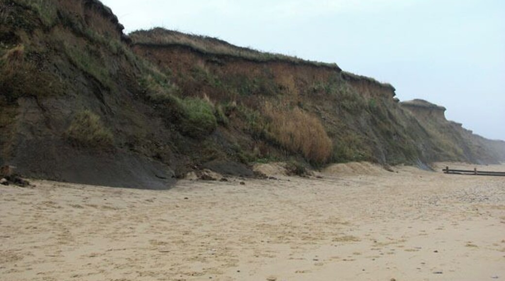 Slipping onto the beach. The cliff face here is wet because of water trickling down from the landward side. Wave action is undermining the cliff face from the seaward side; here the sea is eating away at the layer of dark clay which forms the cliff base - crumbling and eventually toppling onto the beach. The layers above are slipping downwards, taking all vegetation with them. The exposed cliff face is easy prey for wind and weather. All that remains of the revetments along this section of coastline is a skeleton of bare posts with nothing much in between. See > 34223 for a view taken from above. Coastal erosion in the vicinity has been estimated at an approximate rate of one metre/year, which accounts for the loss of a strip of land approximately two kilometres wide since the Roman invasion in 43 CE, resulting in the disappearance into the sea of several medieval villages.