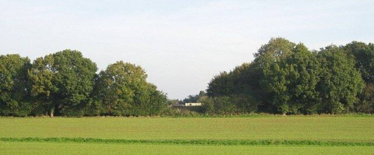 A vast green field with a line of trees in the background.