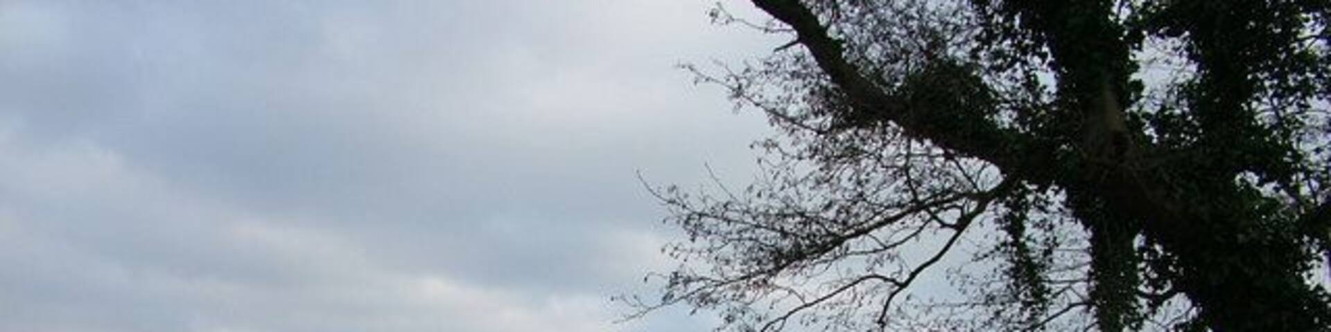A calm lake with overcast skies, surrounded by trees and reeds.