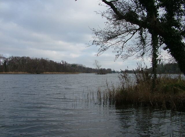 A calm lake with overcast skies, surrounded by trees and reeds.