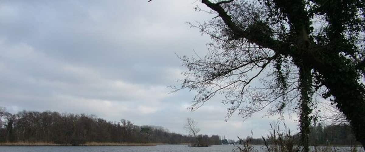 A calm lake with overcast skies, surrounded by trees and reeds.