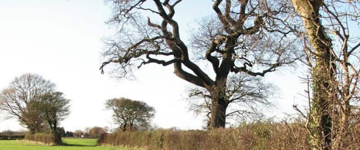A rural landscape with a large tree, a grassy field, and a dirt path.