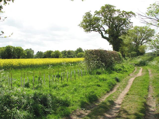 A gap in the hedgerow The gap in the hedge growing beside Green Lane offers a view across the adjoining field, where a crop of oilseed rape is growing, and to the line of trees beyond, which mark the course of the Marriotts Way long distance footpath. It once carried the East Norfolk Railway and was later run by the Great Eastern Railway, and later still formed part of the London and North Eastern Railway.