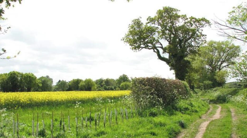 A gap in the hedgerow The gap in the hedge growing beside Green Lane offers a view across the adjoining field, where a crop of oilseed rape is growing, and to the line of trees beyond, which mark the course of the Marriotts Way long distance footpath. It once carried the East Norfolk Railway and was later run by the Great Eastern Railway, and later still formed part of the London and North Eastern Railway.