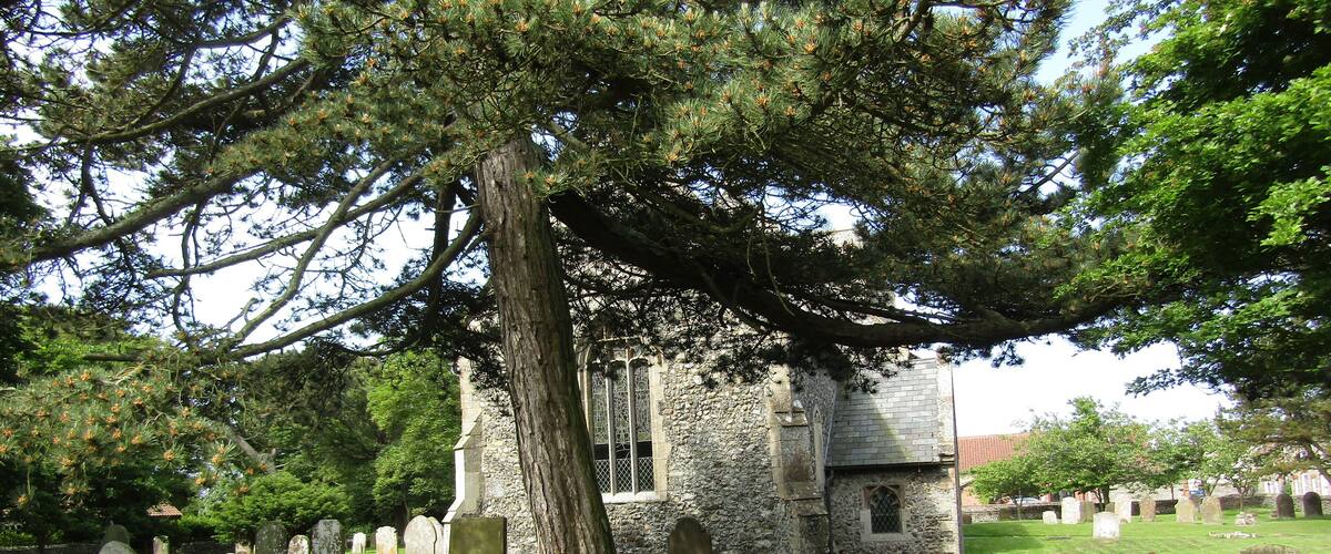The churchyard and east facing elevation of the parish church of Saint John the Baptist's head located on Church Street within the village of Trimingham Norfolk, England.
