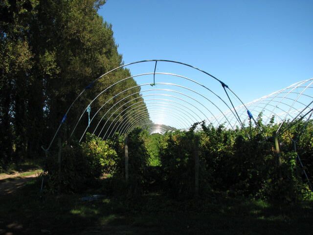 Blackberries and raspberries ripening in polytunnels The protective plastic sheeting is no longer required and has been removed.