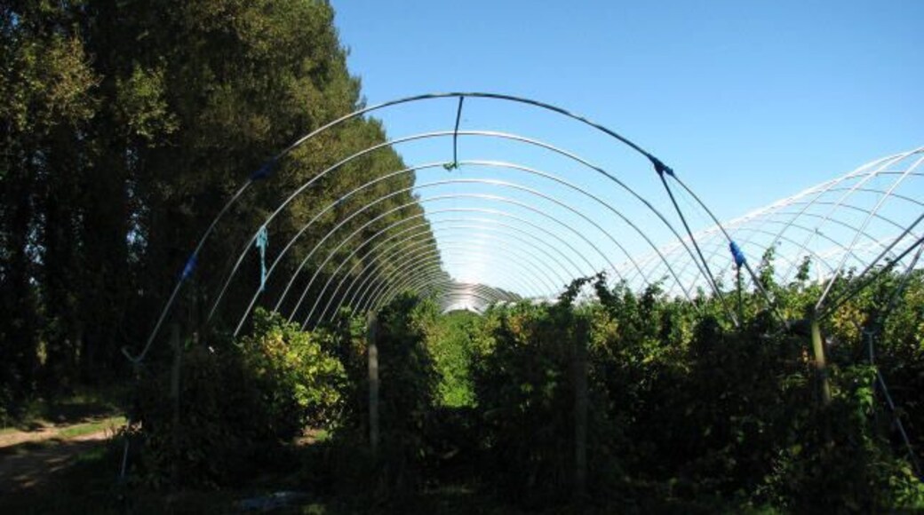 Blackberries and raspberries ripening in polytunnels The protective plastic sheeting is no longer required and has been removed.
