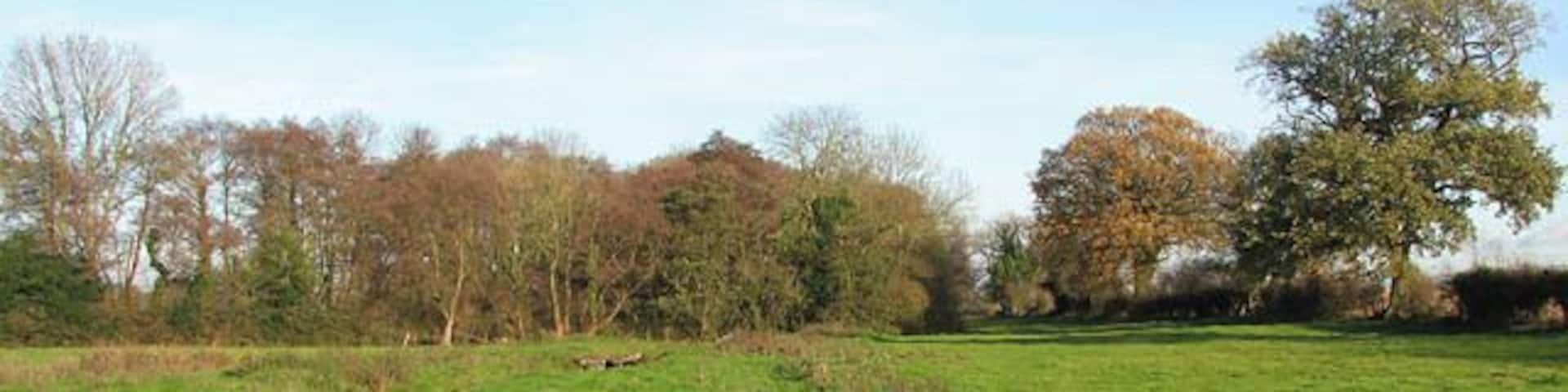 Late November sunshine. This view was taken in a cattle pasture which is traversed by an unnamed stream, crossed by a farm bridge > 1061524. A narrow and not very well defined path leads past here, continuing where Granary Lane ends, at a gate into this pasture > 1061478. Granary Lane doubles as a public footpath, turning off Market Street in westerly direction > 1061413. It peters out into a narrow path further to the southwest > 1061469 - 1061485 which emerges on a farm track by The Street in St James > 1061613.
