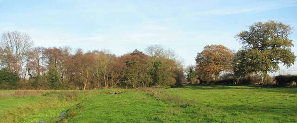 A grassy field with a stream, trees, and a clear sky.