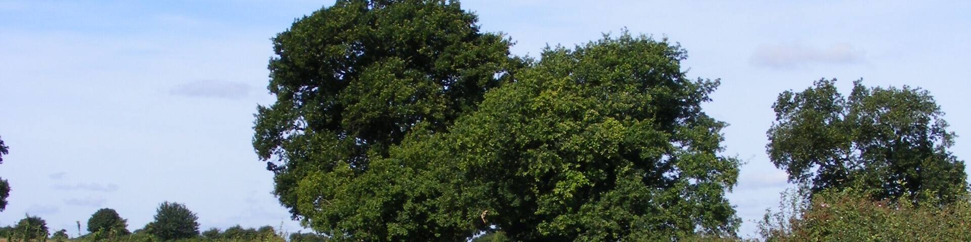 Transport Lane Transport Lane runs from the Hales Green to the Loddon-Bungay road. At this point the stream running north goes beneath the road and the white railings at the south end of the bridge can just be made out in the undergrowth.