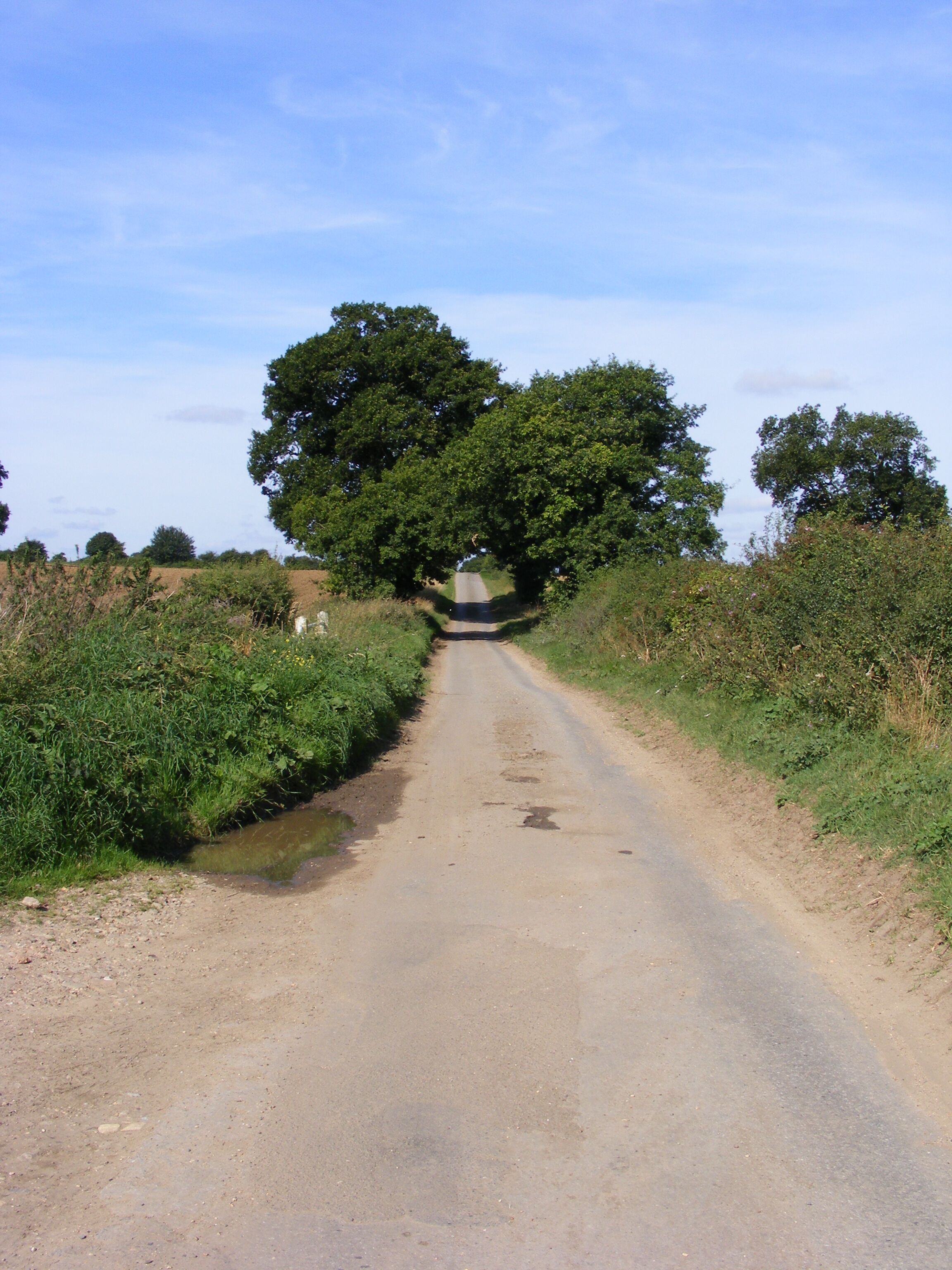 A rural road flanked by greenery and trees.