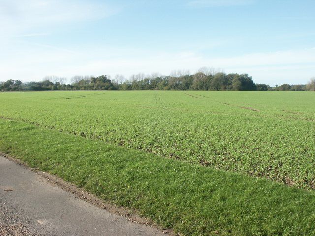Fields, Wramplingham. From the road to Wramplingham Hall.