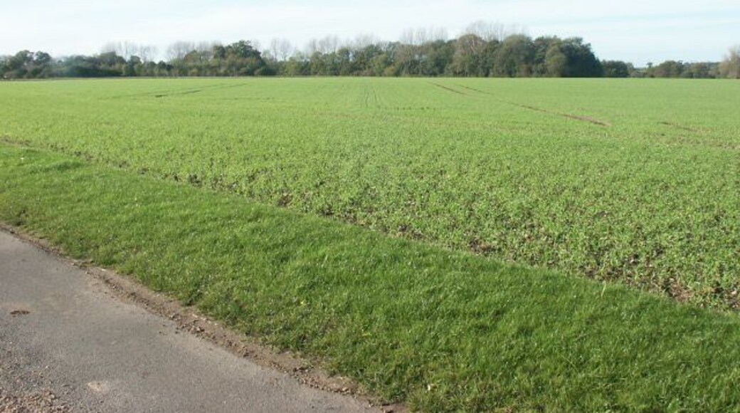 Fields, Wramplingham. From the road to Wramplingham Hall.
