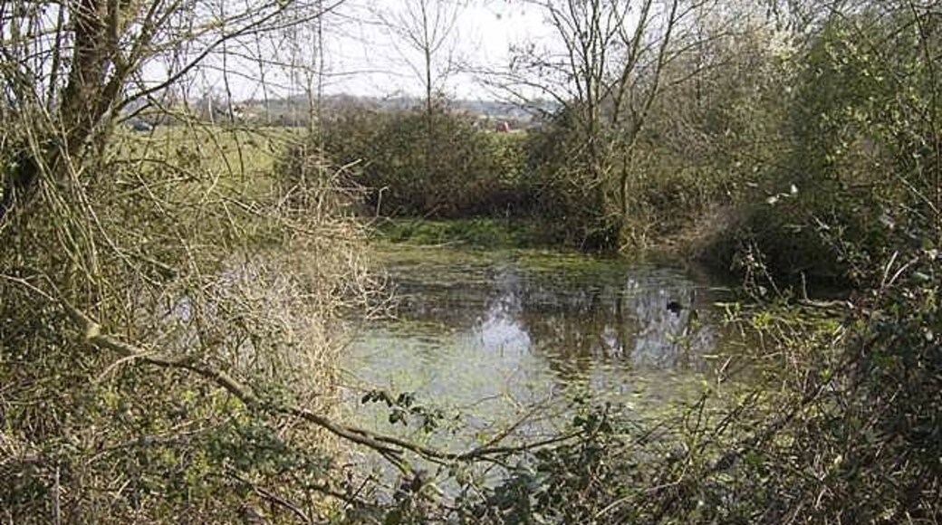 Pond near Hales Hall In the extreme south-western corner of Hales Green Common.