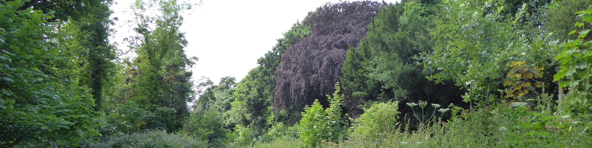 Brundall Church Fen is a Local Nature Reserve in Brundall, east of Norwich in Norfolk.