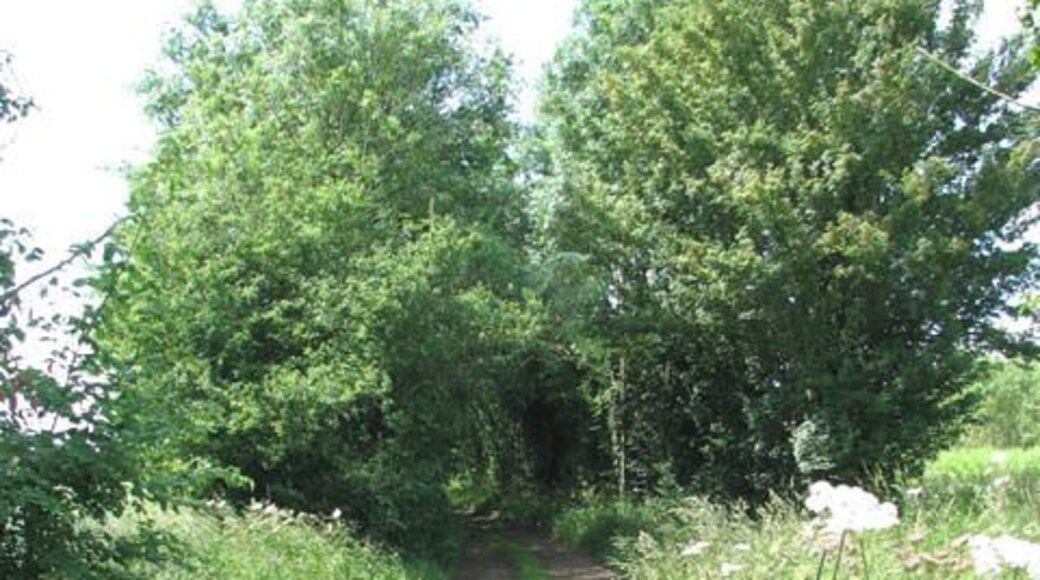 View west along Buttle's Lane