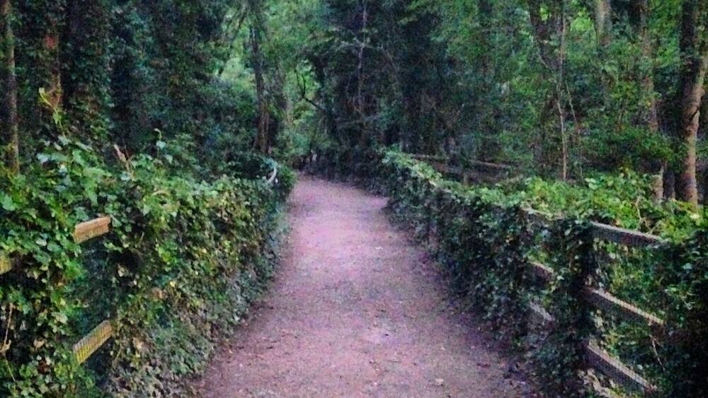 Ein schmaler Waldweg, gesäumt von dichtem Grün und Holzzäunen.