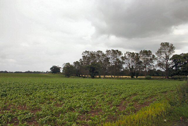 Trees alongside the A1062 Horning Road Viewed from Littlewood Lane, east of Hoveton.