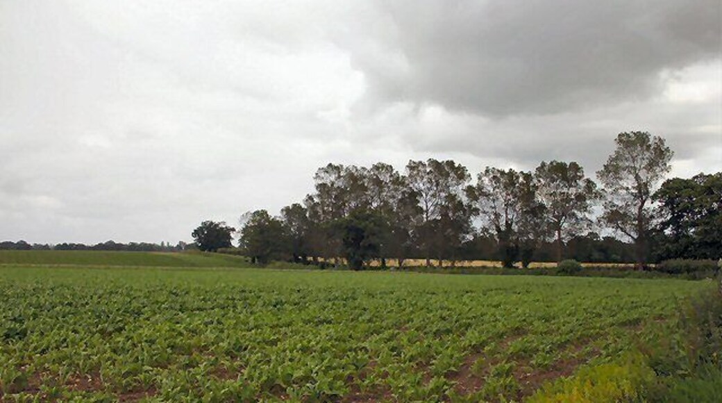 Trees alongside the A1062 Horning Road Viewed from Littlewood Lane, east of Hoveton.
