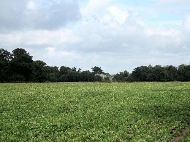 A vast green field with a line of trees in the background.