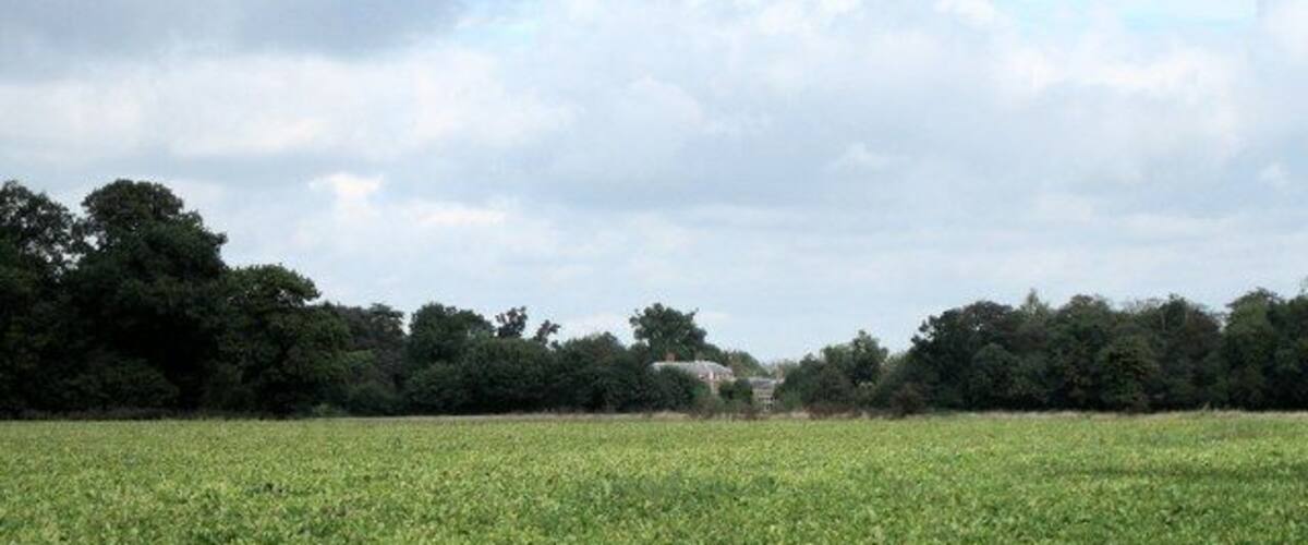 A vast green field with a line of trees in the background.