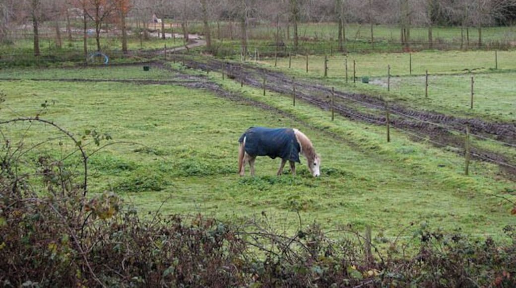 Pastures beside the stream Horses populated the pastures between Meadows Farm and Blackwater Beck. This view was taken from the Weavers Way. This section of the Weavers Way follows the dismantled railway trackbed of the former Midland and Great Northern Joint Railway. The Weavers Way is a long-distance footpath which links Cromer with Great Yarmouth; the path has a length of 90 kilometres and passes through the Norfolk Broads.