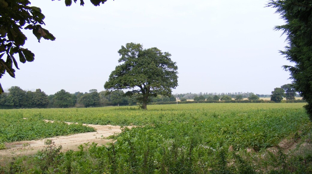 Arable Field,Blofield