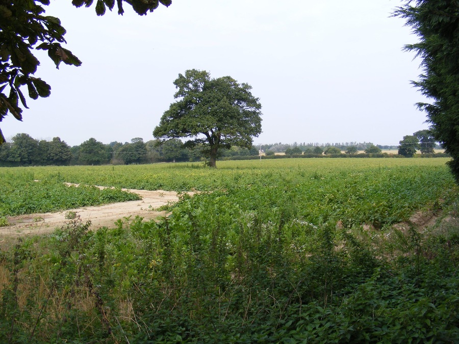 Arable Field,Blofield