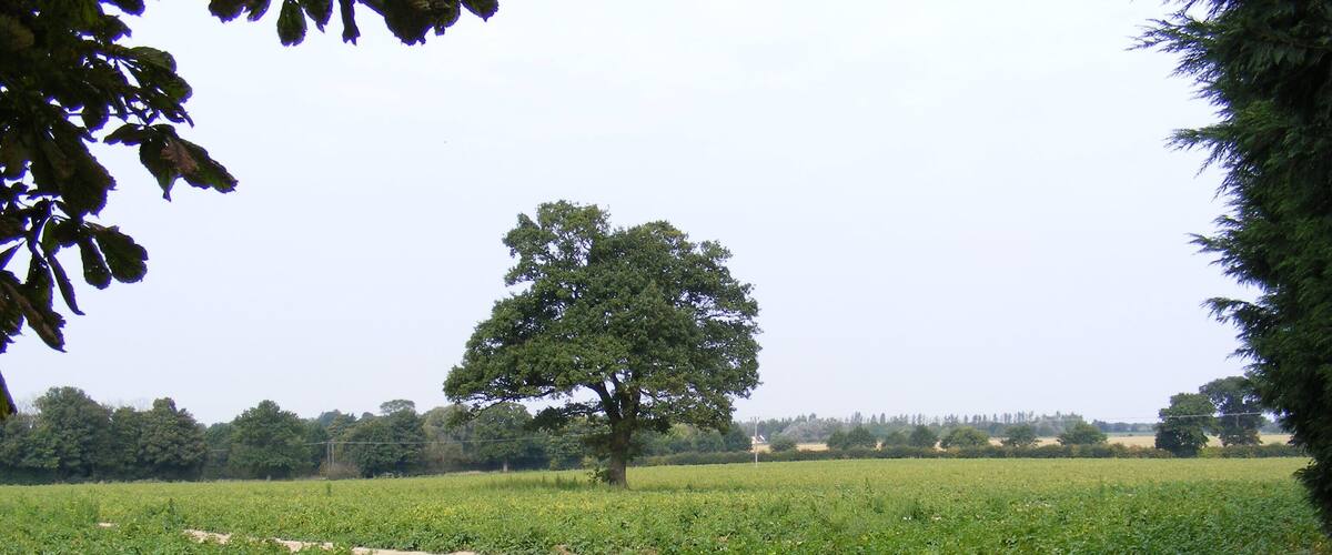 A rural landscape with a large tree in the center, surrounded by fields and dense vegetation.