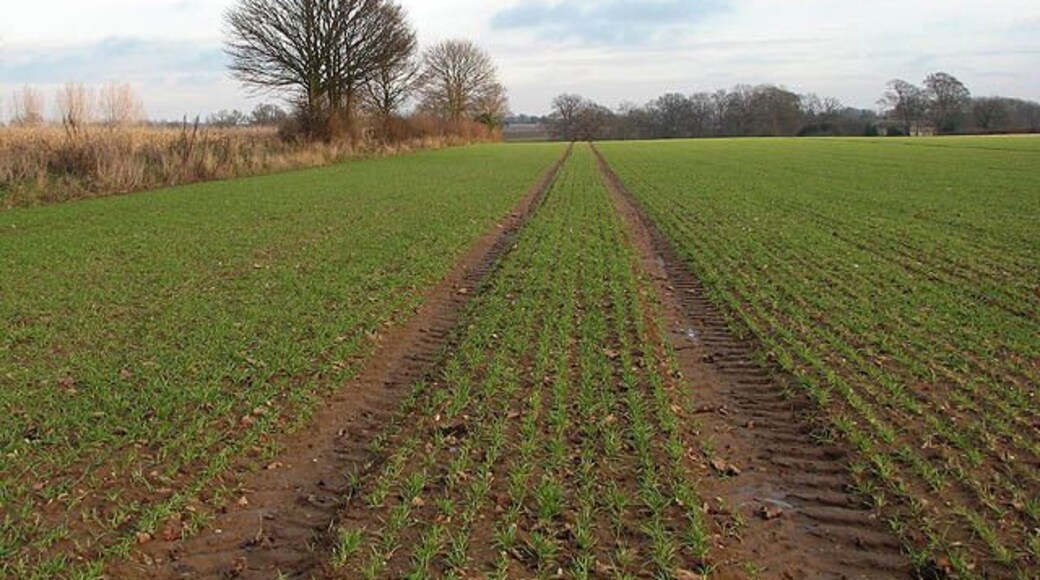 View across winter crop. This view was taken in easterly direction from the public footpath which starts at the churchyard gate > 1070386 in Blofield's Church Road. Its first section traverses the churchyard. After passing a stile > 1070393 and a footbridge > 1070401 over a drain the path leads uphill across fields > 1070408 and onwards until it passes another stile > 1070462 and reaches Braydeston's St Michael's church > 486872.
