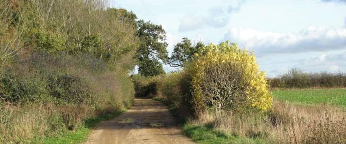 A muddy rural road with puddles, surrounded by vegetation and trees.