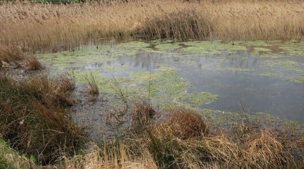 Reeds by Mundesley Beck View across the southeastern edge of the reservoir. It is fed by Mundesley Beck.