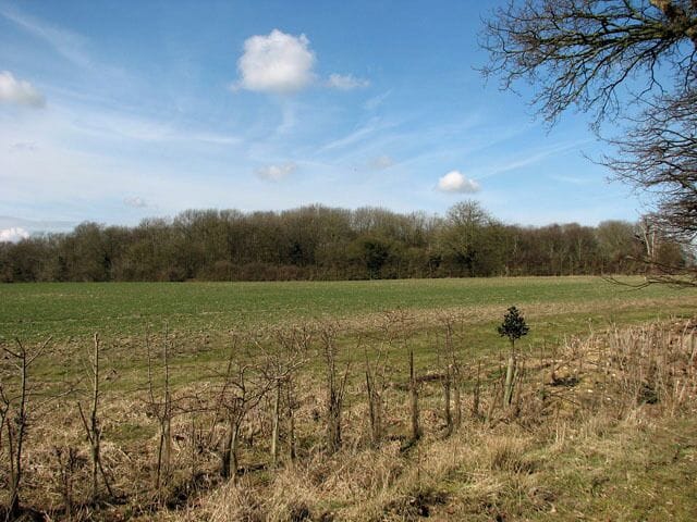 Pope's Wood as seen across a cultivated field