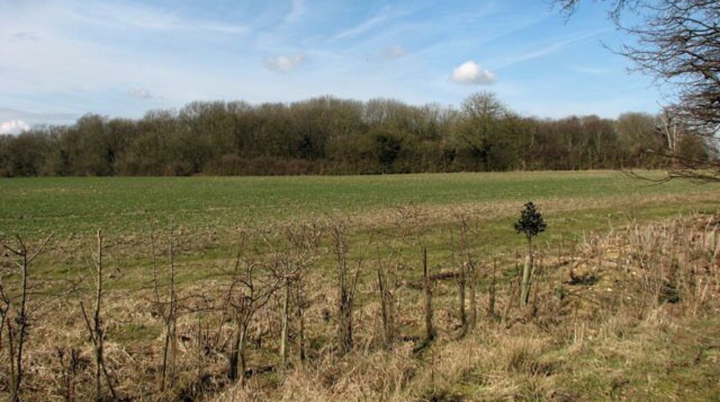 Pope's Wood as seen across a cultivated field