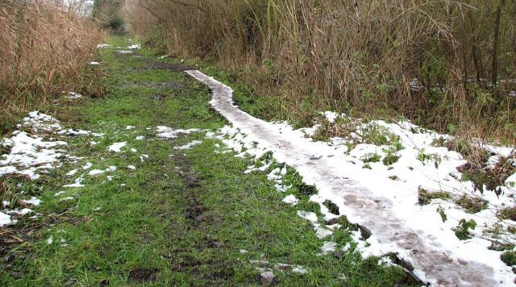 Ice-coated boardwalk This footpath leads alongside a drain that empties into the River Yare, a short distance further to the north. The ground here is often quite soggy and the boardwalk helps getting to the river without sinking in the mud.
