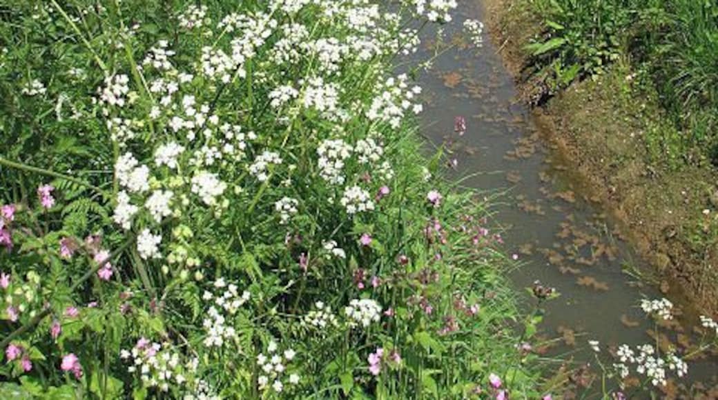 Ditch beside High Road