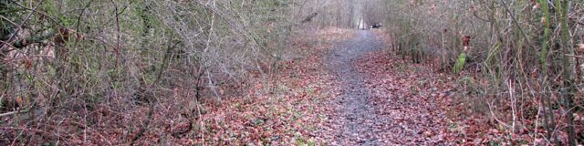 Un sendero forestal cubierto de hojas caídas.