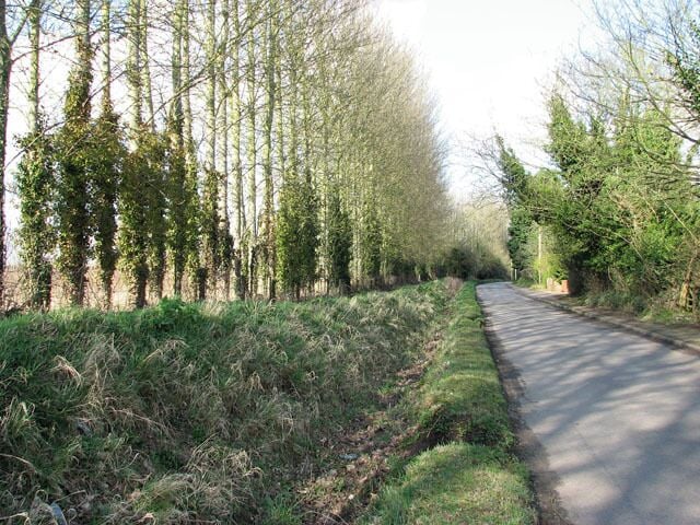View north along West Lane The tall poplars seen at left are growing on a field boundary. Horsham and Newton St Faith are situated about 6 miles north of Norwich. The church of SS Mary and Andrew > https://www.geograph.org.uk/photo/1191886 located in the grounds of a ruined 13th century priory, serves both Church of England and Methodist worshippers. There are two Post Offices (one serving each village), one restaurant and two public hostelries. For more information and old photographs see http://www.st-faith.co.uk/