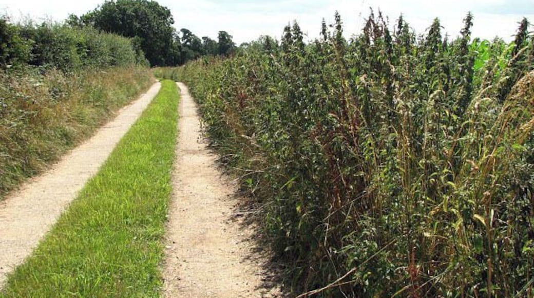 Farm track lined with nettles. This track turns off an unnamed road at Blackwater Corner and leads in southerly direction. In late July the vegetation is lush and here consists of nettles, brambles, hogweed > 901904 and wild parsleys > 901898 and grasses and bindweeds > 901884. A mixed hedgerow grows on one side.