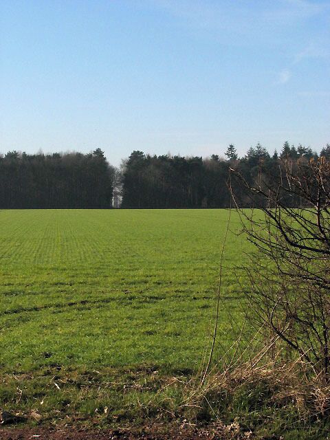 Um vasto campo verde com uma fileira de árvores ao longe.