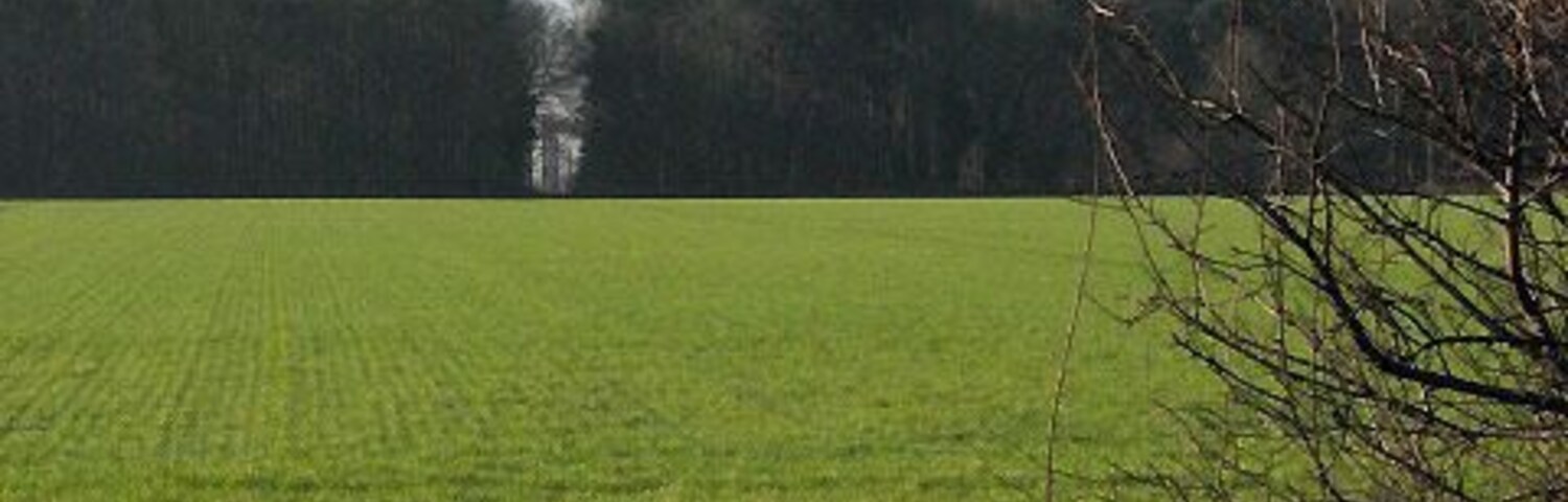 Um vasto campo verde com uma fileira de árvores ao longe.