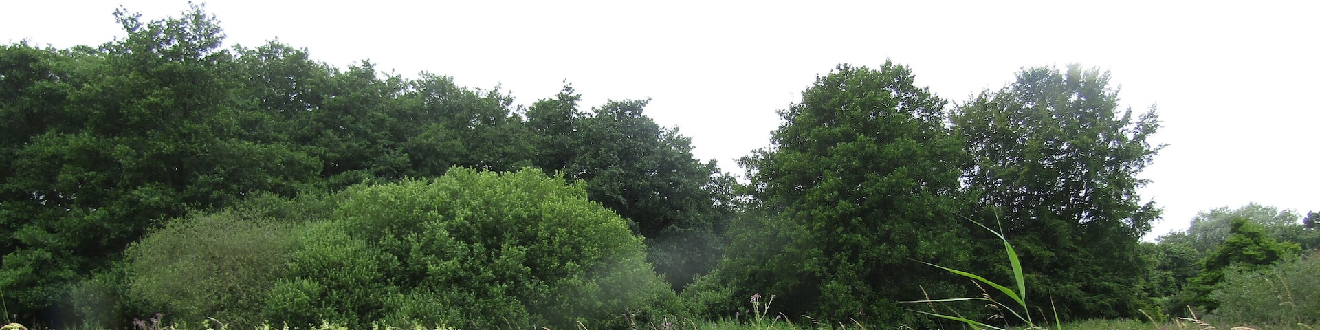 A view across the water meadow on Southrepps Common located within the hamlet of Lower Southrepps, Cromer, Norfolk