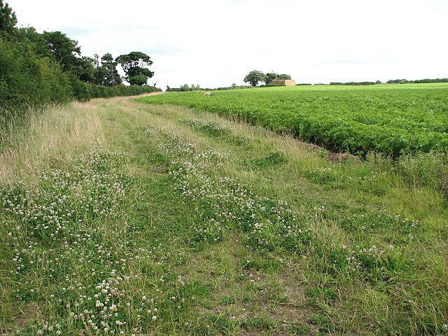 A field margin. White clover grows on the uncultivated strip that separates the potato field beside Church Lane > 879011 from the hedge; the view is easterly.